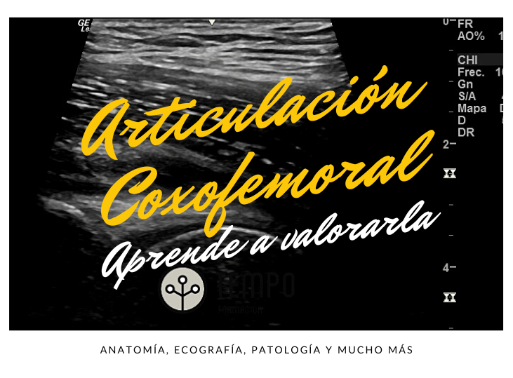 articulacion-coxofemoral-ecografia-aprende-a-valorarla